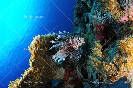 تصویر با کیفیت ماهی زیبا